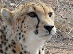 Ein Gepard bei Okonjima. Ein Gepard bei Okonjima.