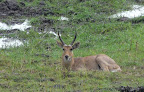 Rietbock in seinem bevorzugtem Habitat Rietbock in seinem bevorzugtem Habitat