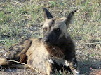 Ich nenn diese Hunde auch " die Kalahari Killing Machines" , Sie sind so brutal und auch erfolgreich als Jäger. Ich nenn diese Hunde auch " die Kalahari Killing Machines" , Sie sind so brutal und auch erfolgreich als Jäger.