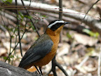Weißbrauen Rötel, ein sehr hübscher Vogel. Weißbrauen Rötel, ein sehr hübscher Vogel.