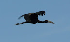 Ein Klaffschnabel Storch im Flug. Ein Klaffschnabel Storch im Flug.