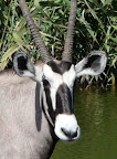 Eine Oryx Antilope an der Chudop Wasserstelle im Etosha Park.