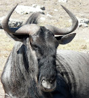 Ich bin ein Gnu   und wer bist Du ?