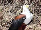 Schreiseeadler, unser N$ 5,- Vogel Schreiseeadler, unser N$ 5,- Vogel