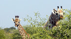 Giraffenmutter und Junges Giraffenmutter und Junges