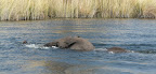 Dieser Elefant schwimmt durch ein Kanal des Okavango Dieser Elefant schwimmt durch ein Kanal des Okavango