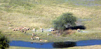 Impala Herde Impala Herde