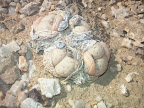 Namib Wueste: Hotentoten Popo oder Lebendesteine oder Leetops. Namib Wueste: Hotentoten Popo oder Lebendesteine oder Leetops.