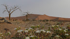Dünen beim Sossusvlei, durch Wolken war das Licht leider nicht so gut. Dünen beim Sossusvlei, durch Wolken war das Licht leider nicht so gut.
