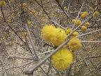 Bluete: Es ist Fruehling in der Kalahari Bluete: Es ist Fruehling in der Kalahari