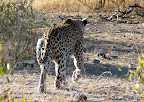 4. Tour in Reihe mit einem Leoparden, das ist ein sehr seltenes Glück. 4. Tour in Reihe mit einem Leoparden, das ist ein sehr seltenes Glück.