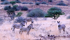 Bergzebras im Damaraland. Bergzebras im Damaraland.