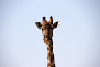 Eine Giraffe äugt uns an. Eine Giraffe äugt uns an.