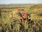 Eine weibliche Welwitschia mirabilis in voller Blühte. Eine weibliche Welwitschia mirabilis in voller Blühte.