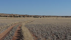 Ostrich on the run in the namib desert