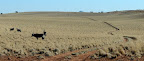 Oryx Antilope in the nice landscape.