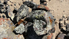 Here we look at some lichen, we have up to 200 different ones in the Namib Desert, that is quite special.