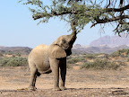 an elefant mom reaching for the high branches