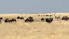 Gnu and Zebra on migration from west to east Etosha. Today is Mathildas 14 th birthday and we saw more than 100 giraff.
