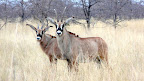 Roan antilpoe, the second heaviest antilope we have, very rare animal , we are lucky to see it at the end of our trip.