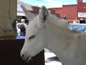 Oatman, AZ