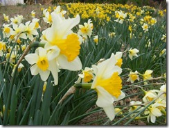 smile at the daffodils