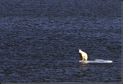 ours polaire réchauffement