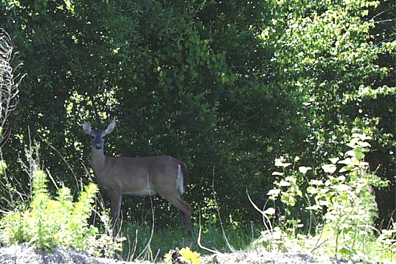 deer, Emerald Isle NC - Royal Oaks Dolphin Ridge