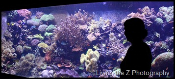 jenny aquarium