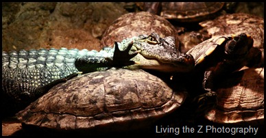 turtle croc