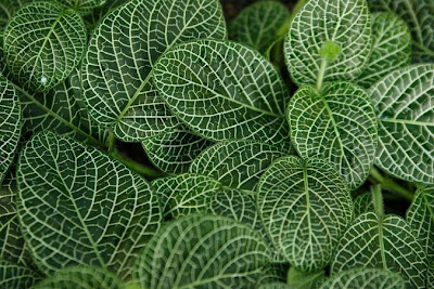 Planta-mosaico