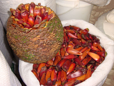 A pinha inteira (pinhões)