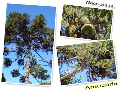 Araucária (Araucaria augustifolia)
