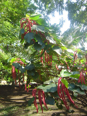 Macarrão (Acalypha hispida)