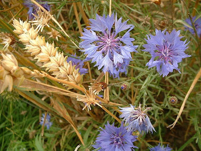Centáurea (Centaurea cyanus)