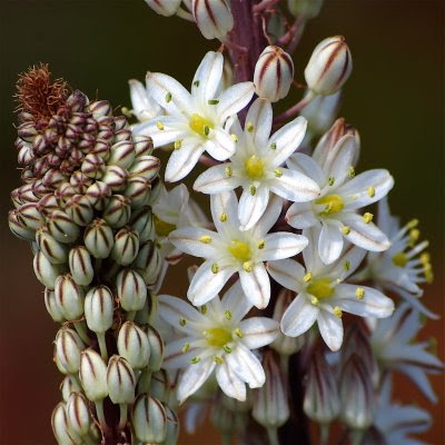 Cebola-do-mar (Ornithogalum maritimum)