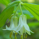 Hooker's Fairybell