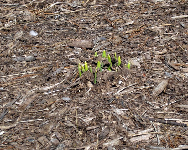 [Early-Spring-2010[3].jpg]