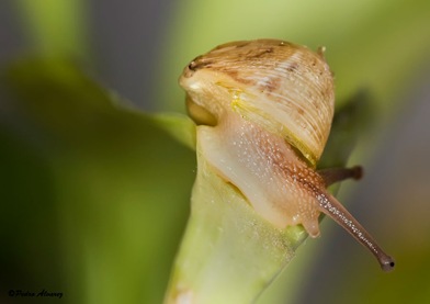 caracol-col4