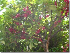 SDC13351 SDC13351