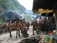 Our trusty mules, Yamunotri.