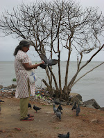 Mom feeding the bird, Cochin