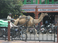 Pedestrian, bicycles, rickshaws, cars, and CAMELS!!!!!, Jaipur