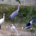 View album