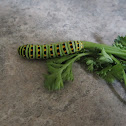 Anise Swallowtail Caterpillar