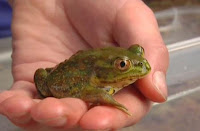 ranas2.jpg
