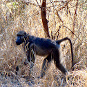 Chacma (Cape) Baboon