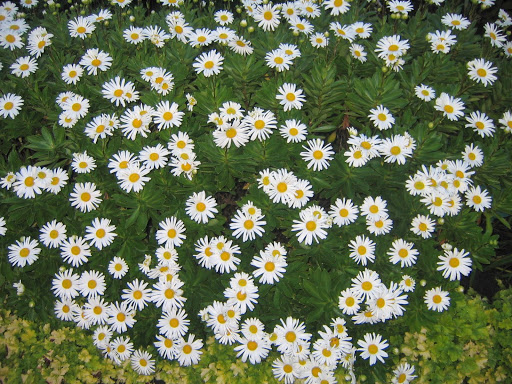 Great Lake Gardens