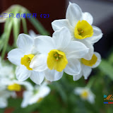 水仙花narcissus