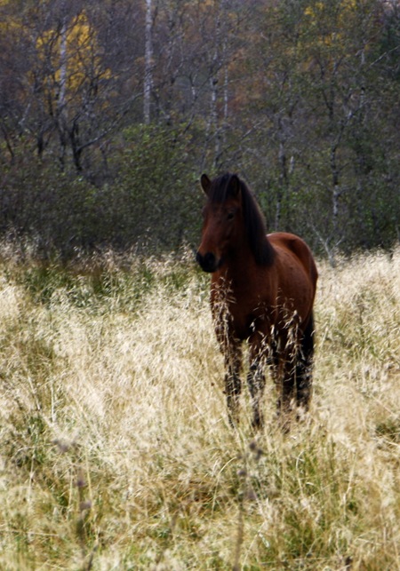 hest-f&oslash;rmaleri